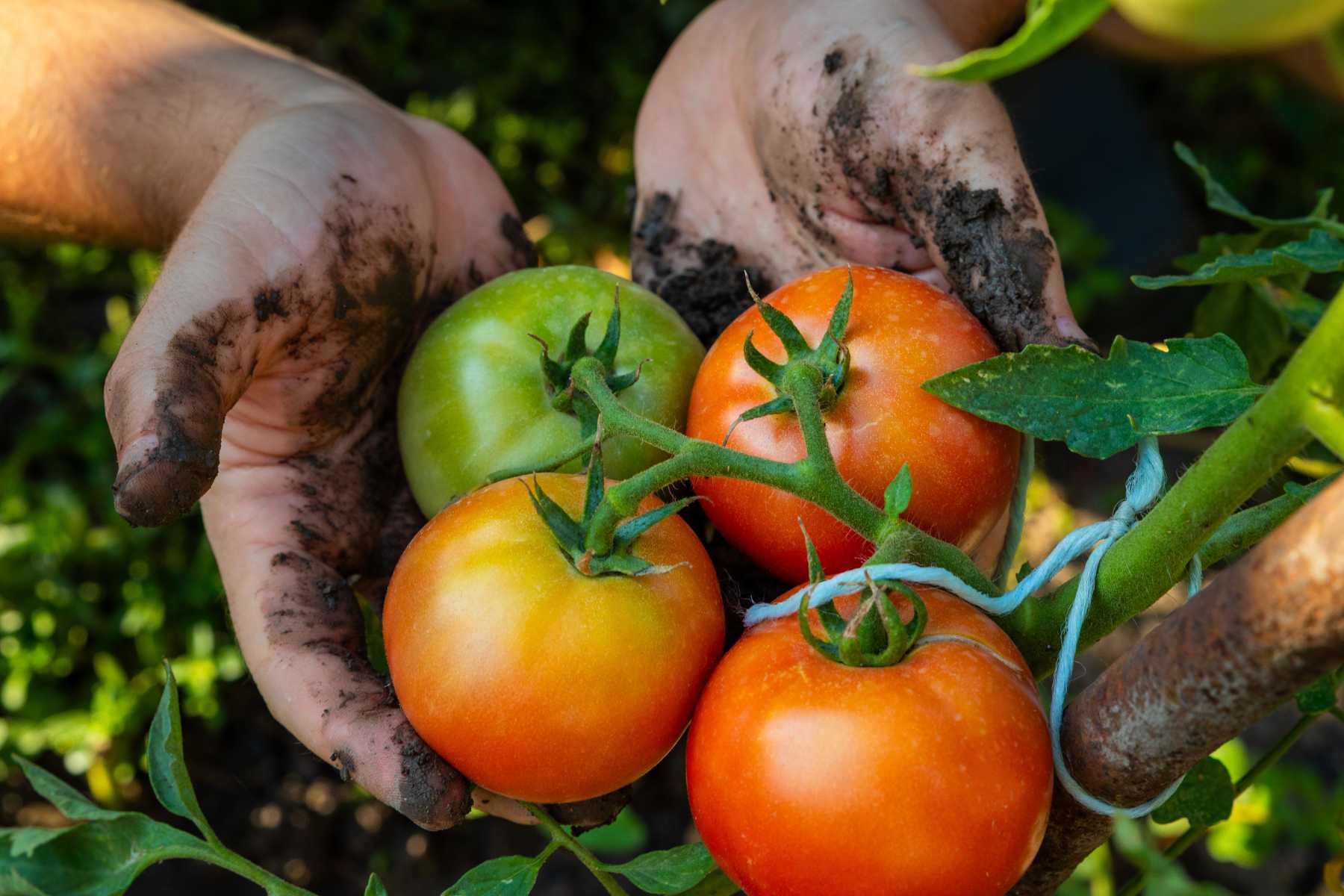 heirloom seeds