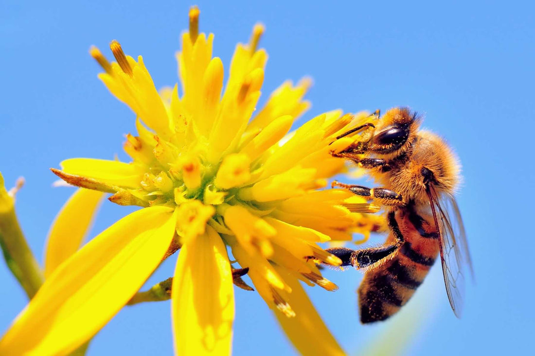 how to attract bees to your garden