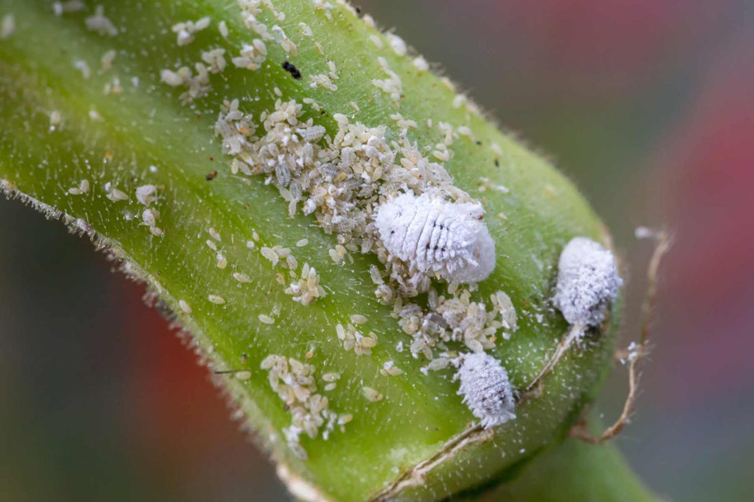 How to Get Rid of Mealybugs: 5 Simple Steps