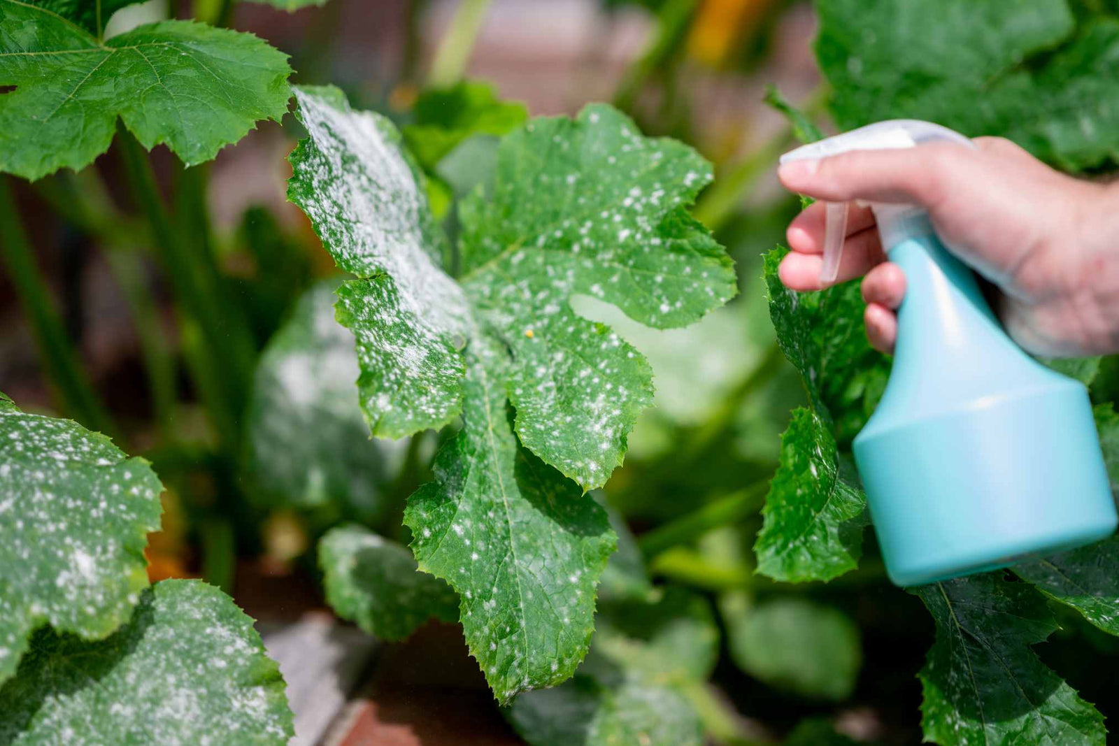how to get rid of powdery mildew on plants 