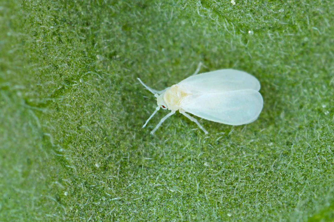 How to Get Rid of Whiteflies on Indoor Plants [Full Guide]