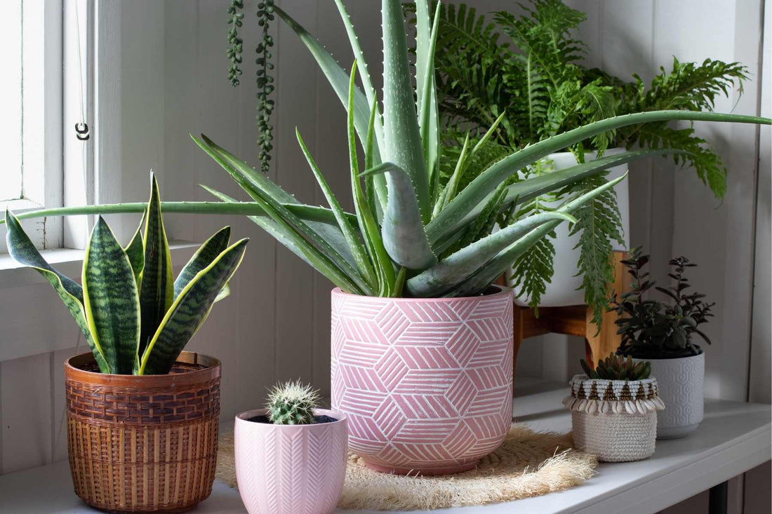 low light indoor plants