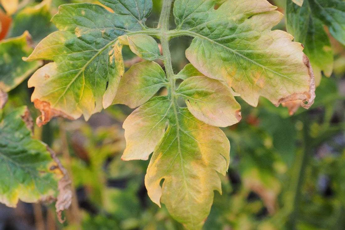 plant leaves turning yellow