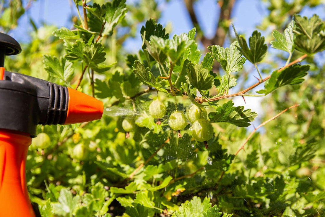 powdery mildew treatment