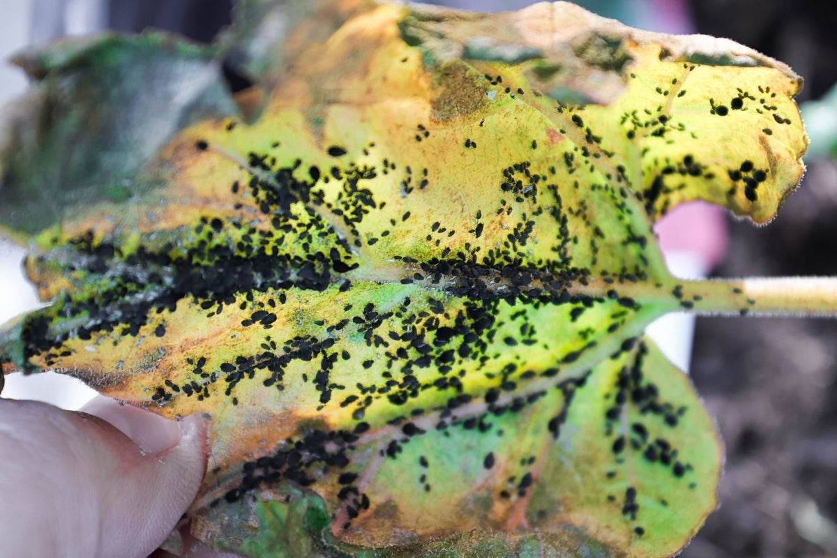 what to spray on plants for bugs