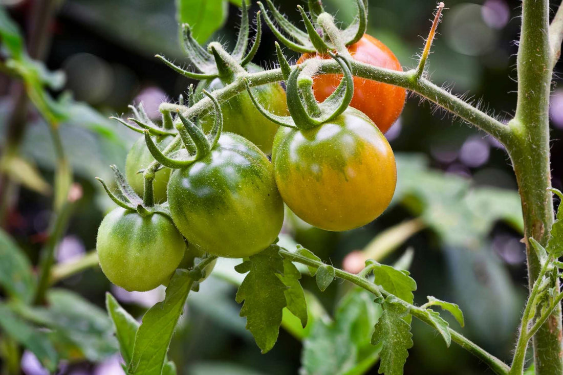 whiteflies on tomatoes
