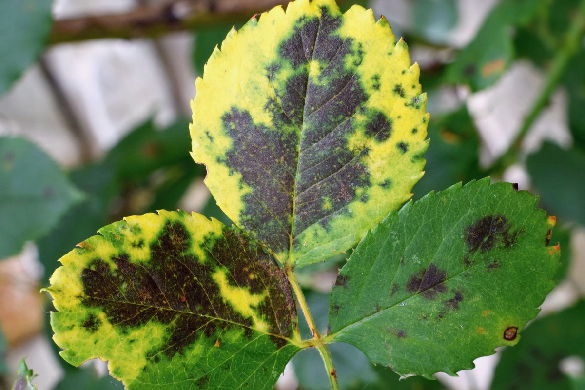 Black spot lesions with yellowing on a rose leaf