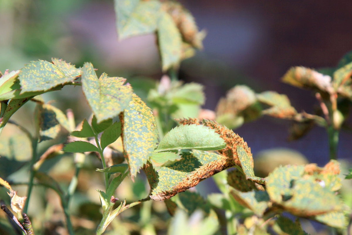 Orange rose rust pustules on the underside of a rose leaf