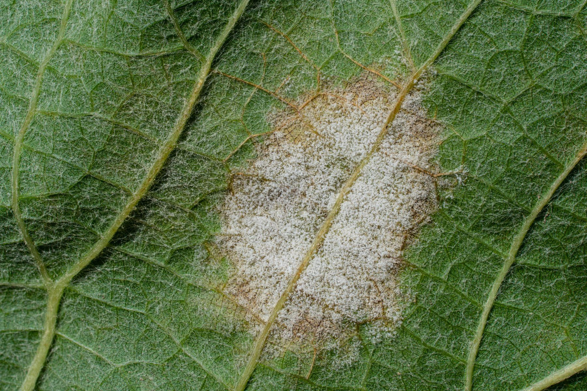 Angular downy mildew lesions on rose foliage
