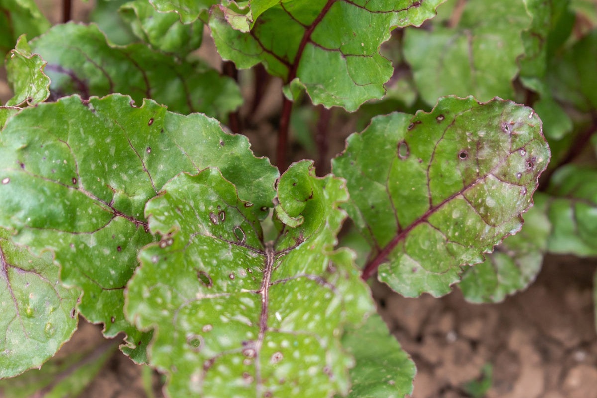 Cercospora leaf spot with purple margins and tan centers on rose leaves