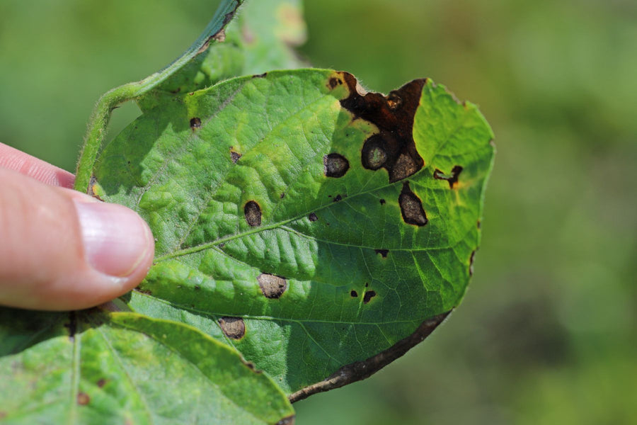 Pest distortion on rose caused by aphids, thrips, mites, or chewing insects