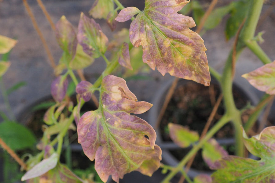 Rose foliage with interveinal yellowing or marginal browning