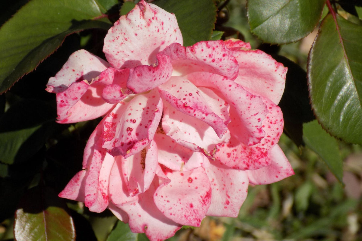 Inspecting rose foliage and flowers for disease symptoms
