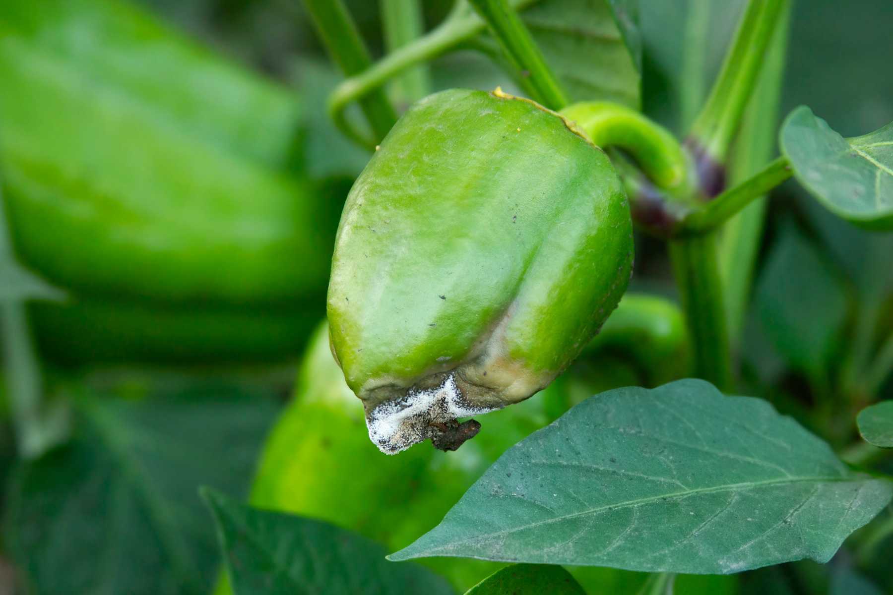 How to get rid of botrytis