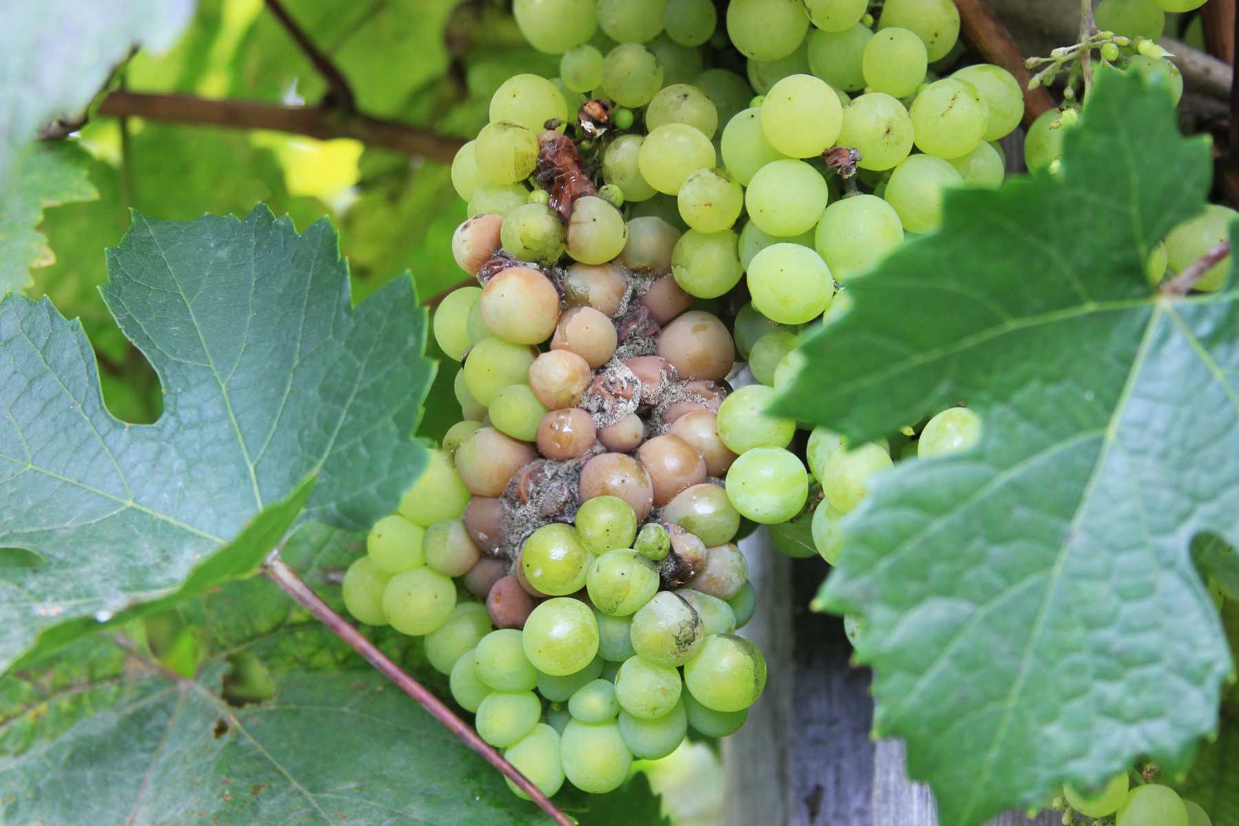 How to get rid of botrytis