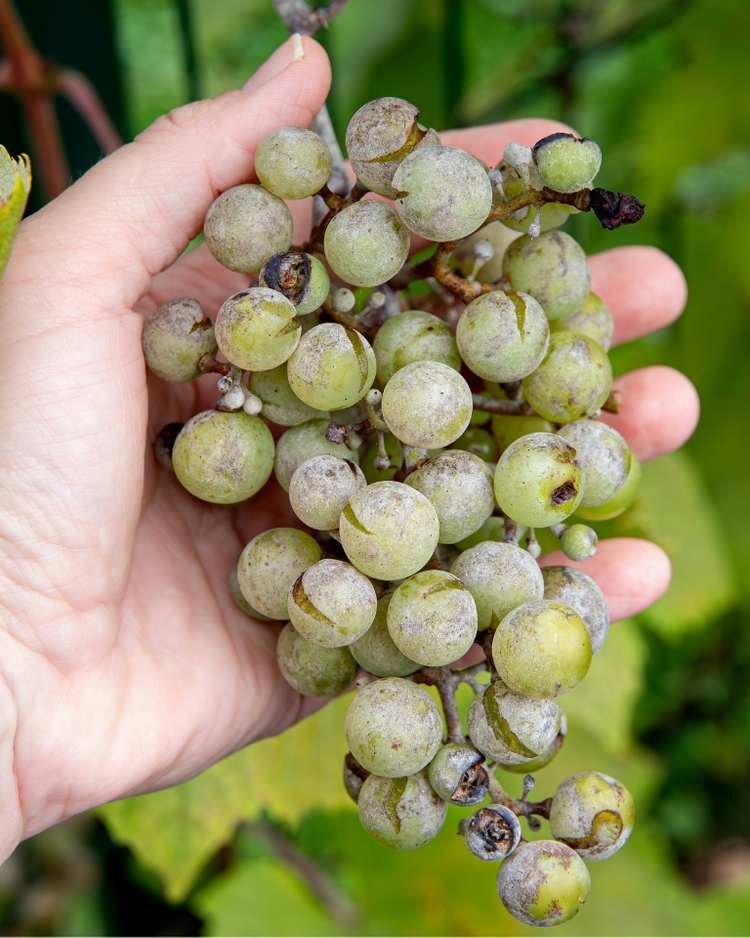 get rid of bunch rot on grapes