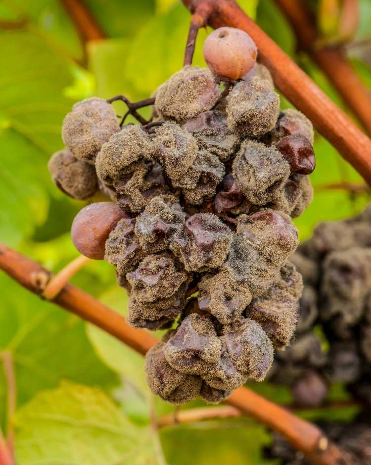 How to get rid of botrytis