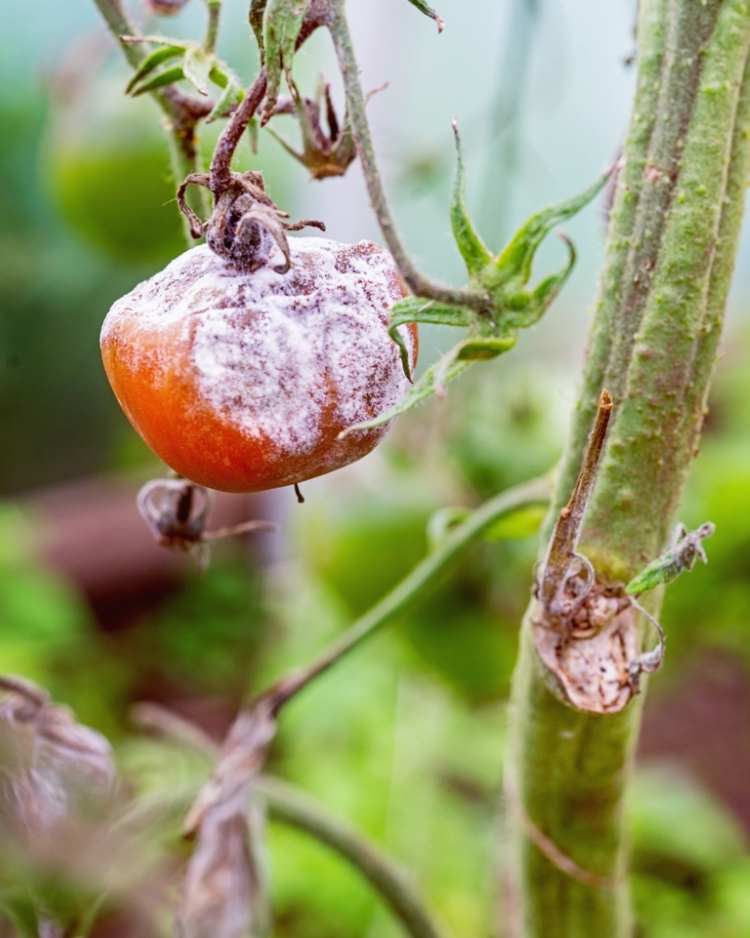 How to get rid of botrytis