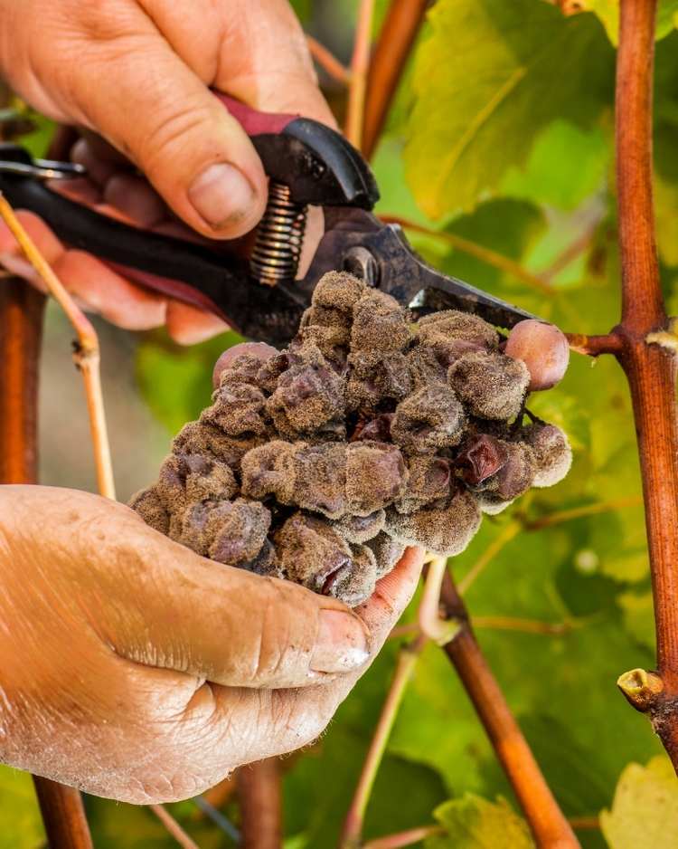 How to get rid of botrytis