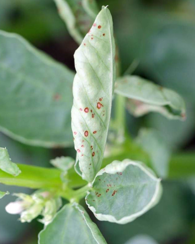 How to get rid of botrytis
