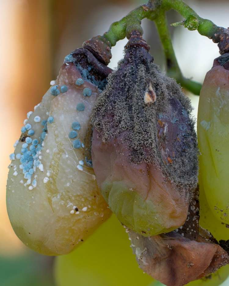 How to get rid of botrytis