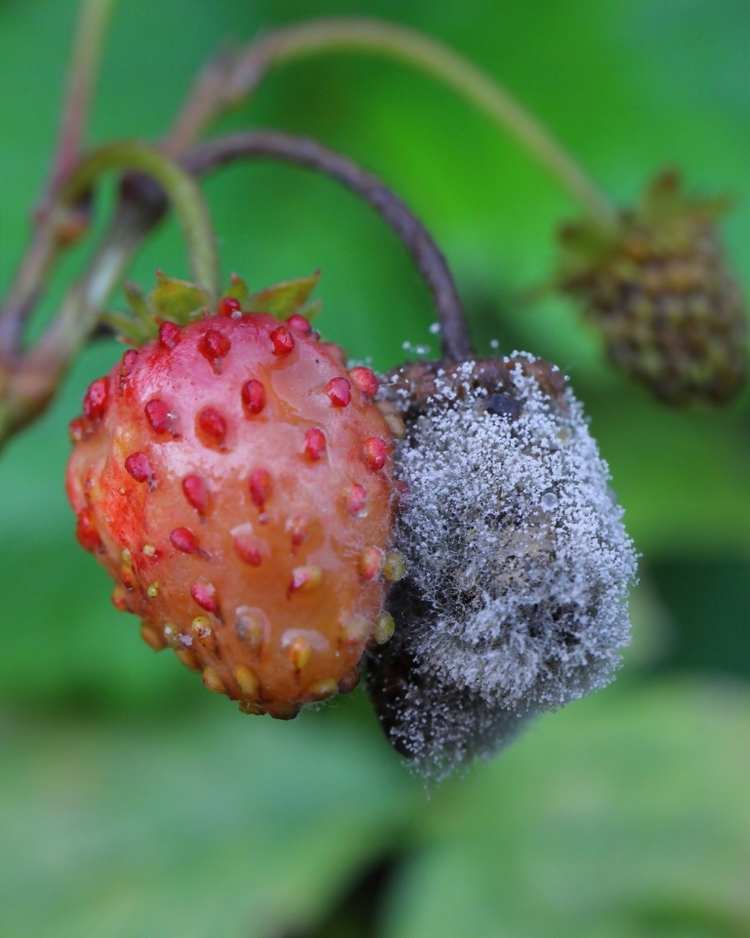 How to get rid of botrytis
