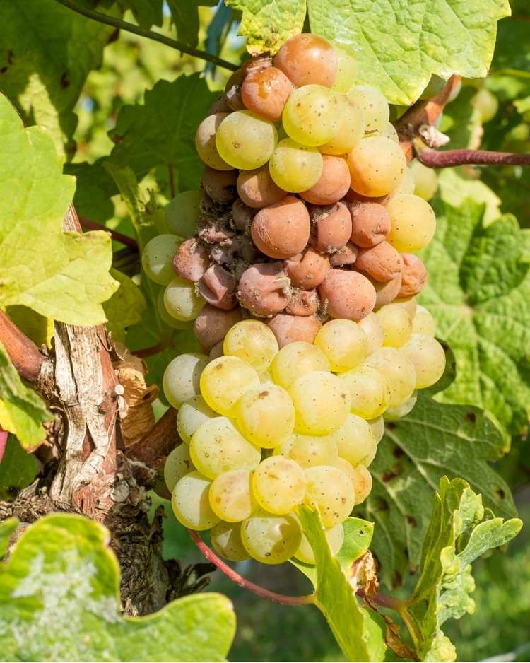 How to get rid of botrytis