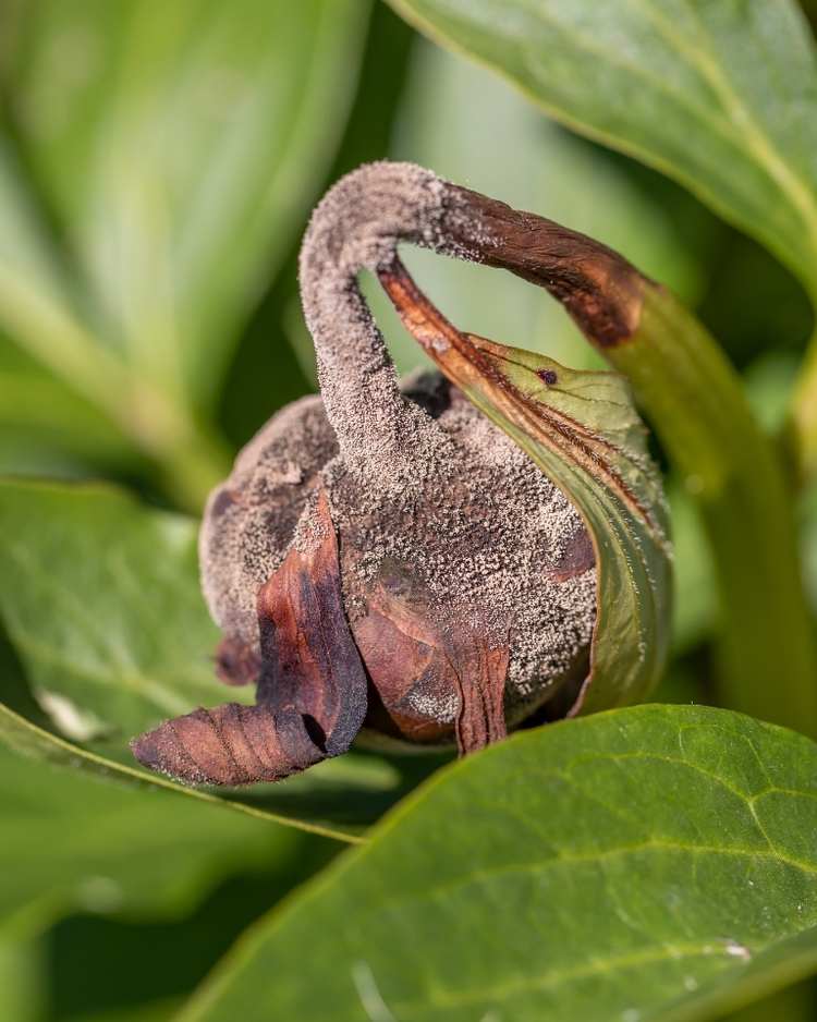 bud rot