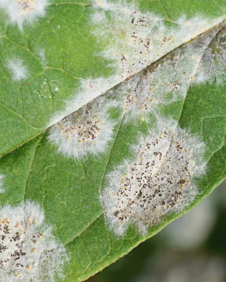 Powdery mildew on strawberry leaves
