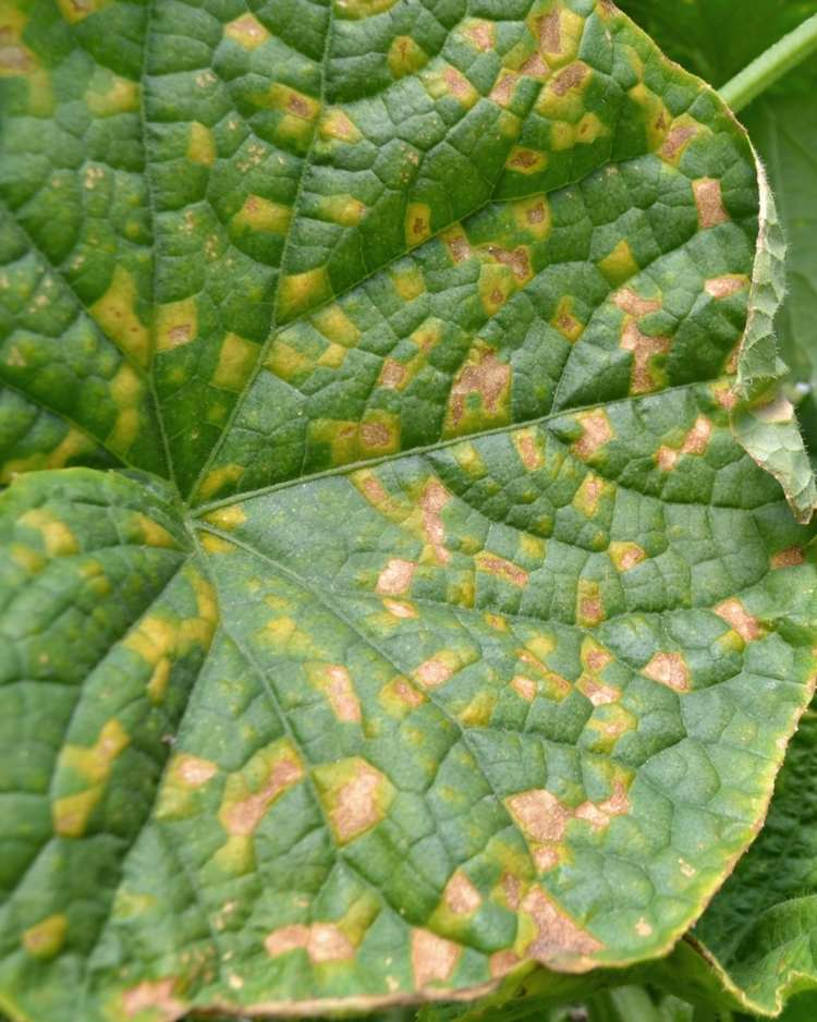 botrytis vs downy mildew