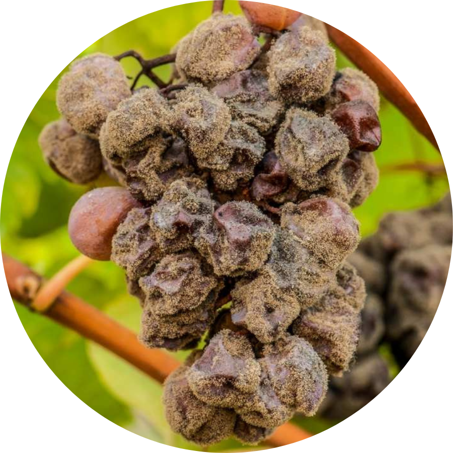 get rid of botrytis on plants