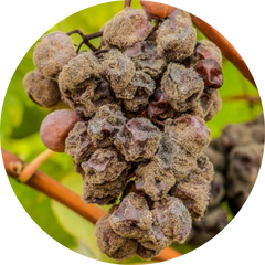 Gray mold (botrytis)