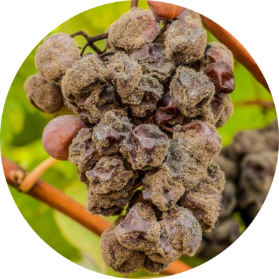 Botrytis gray mold on a plant