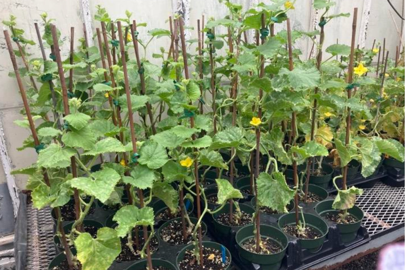 Cornell University trial results confirming that Lost Coast Plant Therapy is effective against powdery mildew and thrips