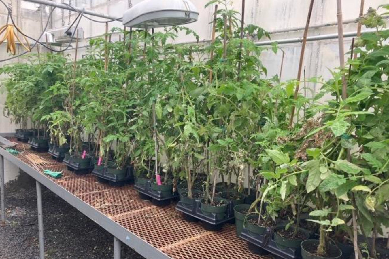 powdery mildew on tomatoes