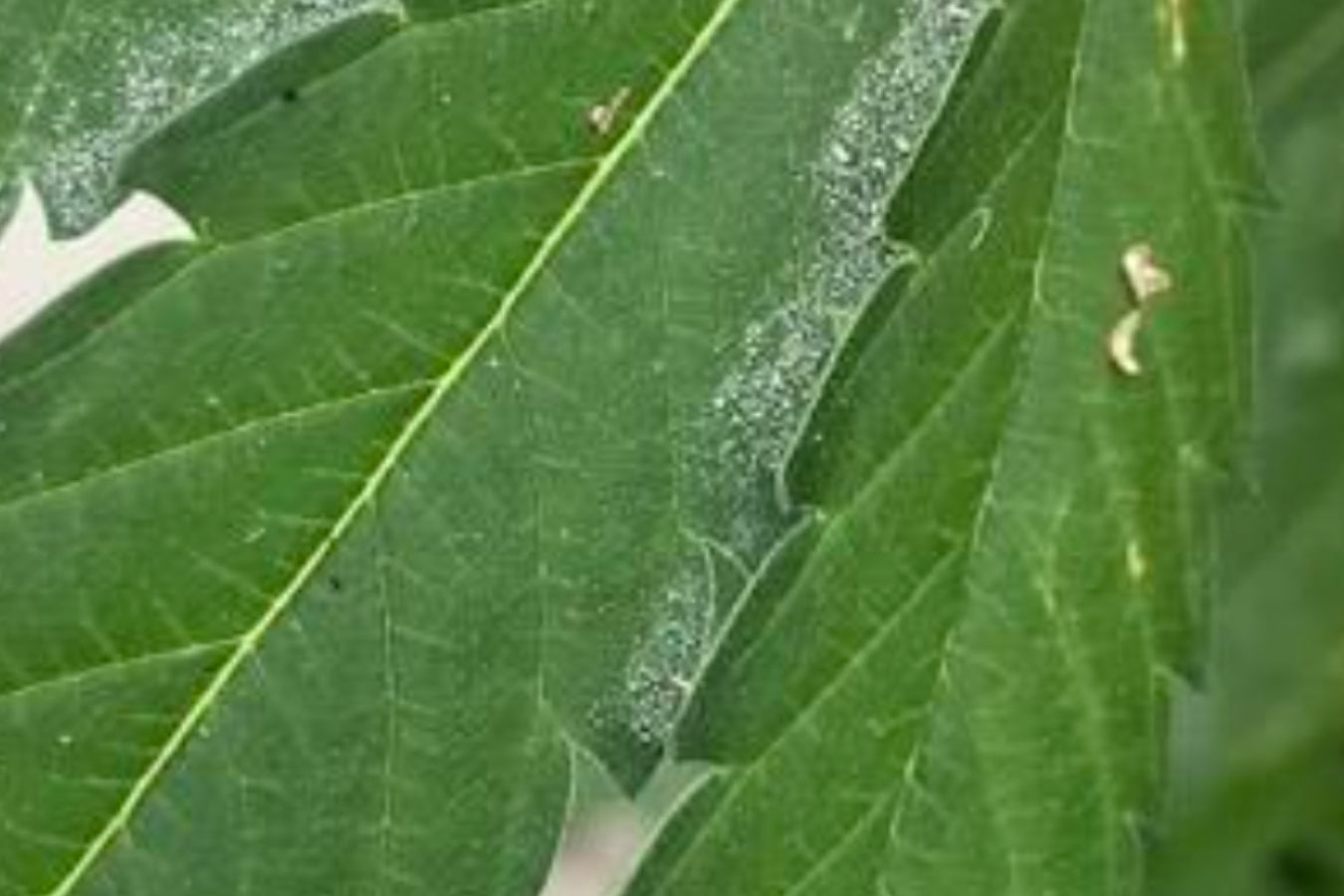 Cornell University trial results confirming that Lost Coast Plant Therapy is effective against powdery mildew and thrips