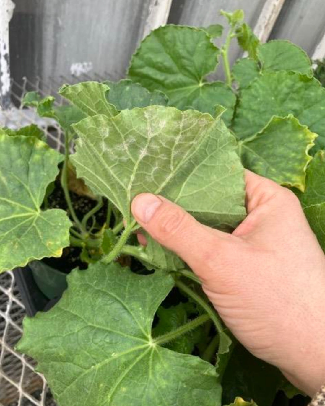 Powdery mildew on curling strawberry leaf edges