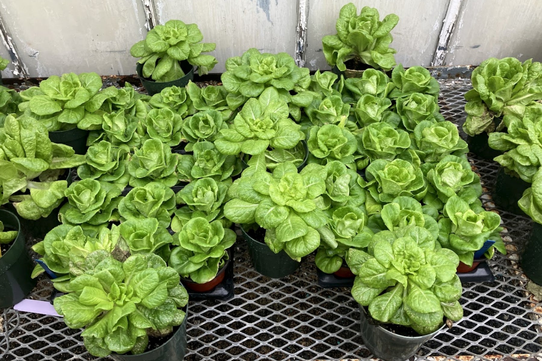 Lost Coast Plant Therapy