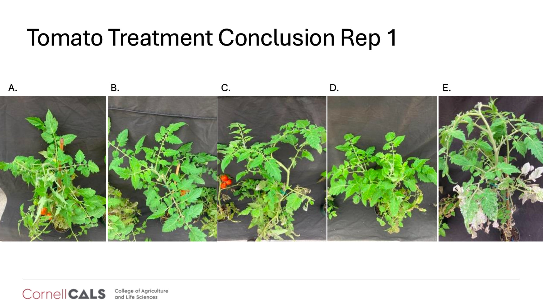 Cornell University trial results confirming that Lost Coast Plant Therapy is effective against powdery mildew and thrips