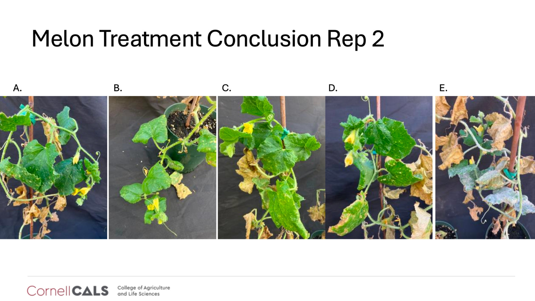 Cornell University trial results confirming that Lost Coast Plant Therapy is effective against powdery mildew and thrips