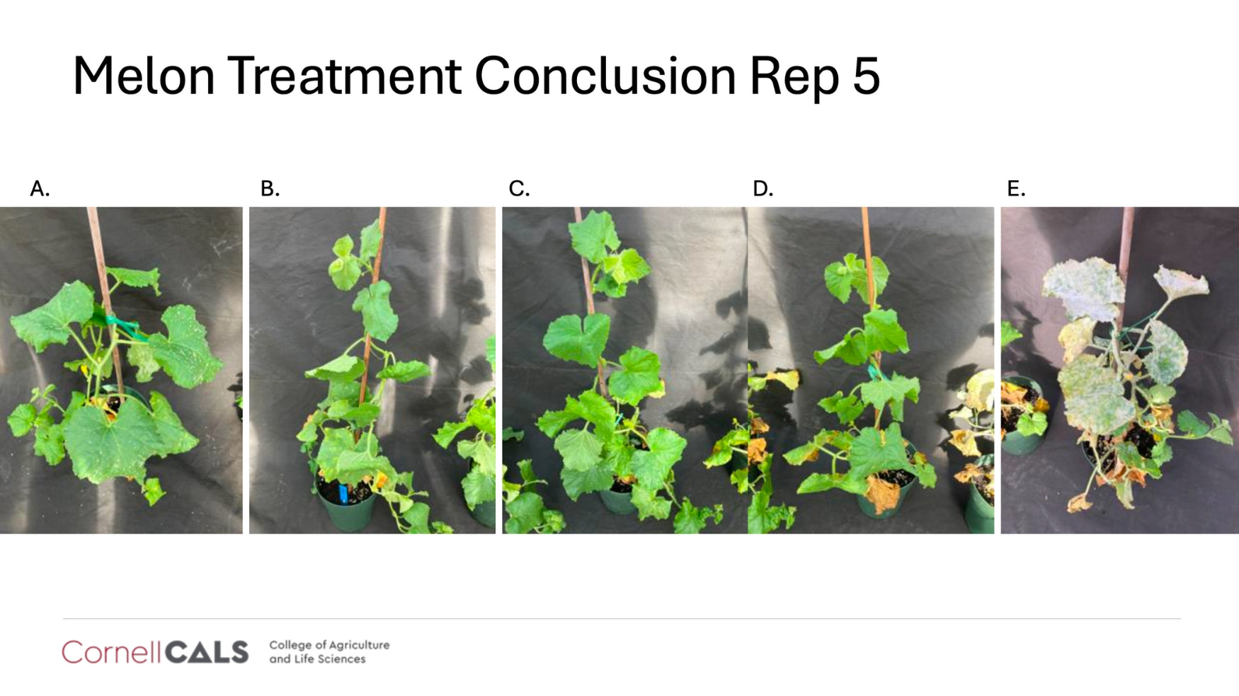 Cornell University trial results confirming that Lost Coast Plant Therapy is effective against powdery mildew and thrips