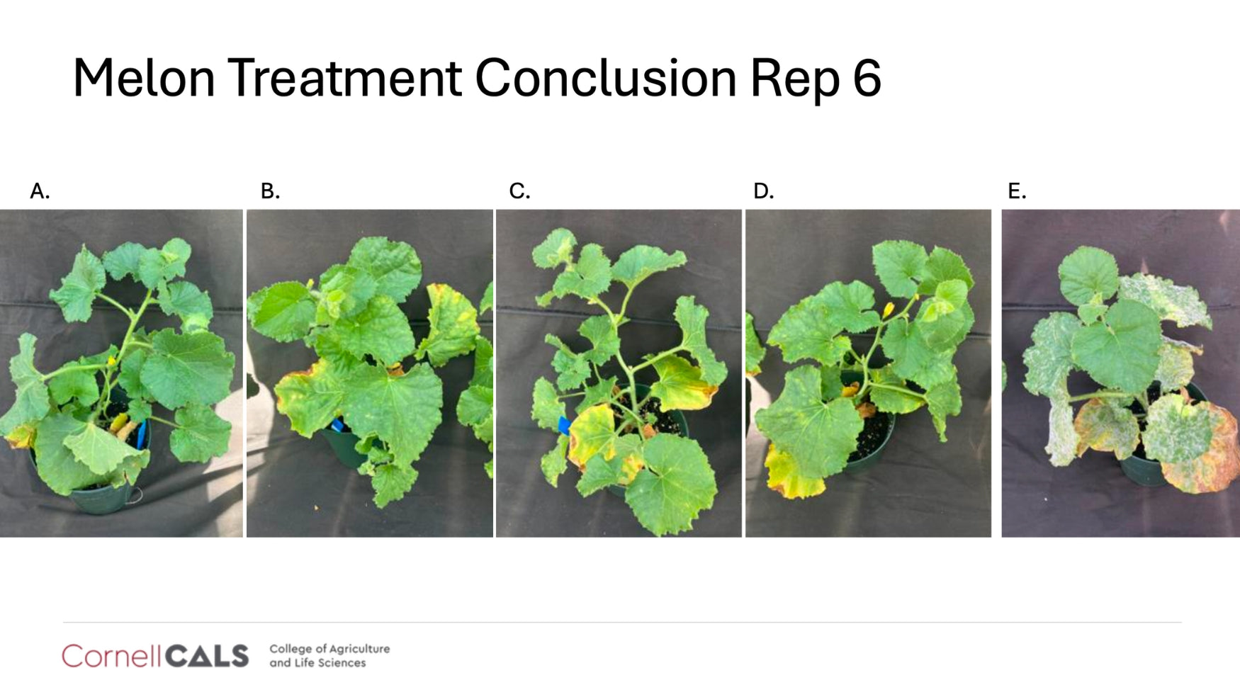 Cornell University trial results confirming that Lost Coast Plant Therapy is effective against powdery mildew and thrips