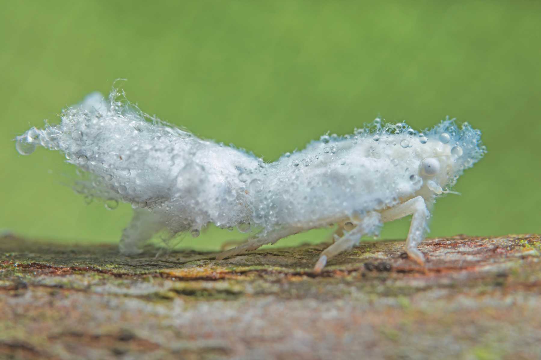 How to get rid of psyllids