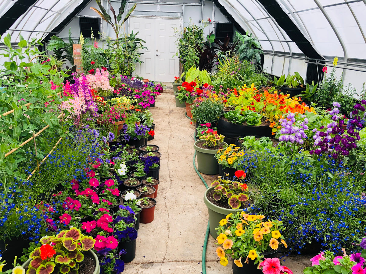 Working greenhouse aisle with benches, crop canopy, sticky cards, doors or vents, and several production zones