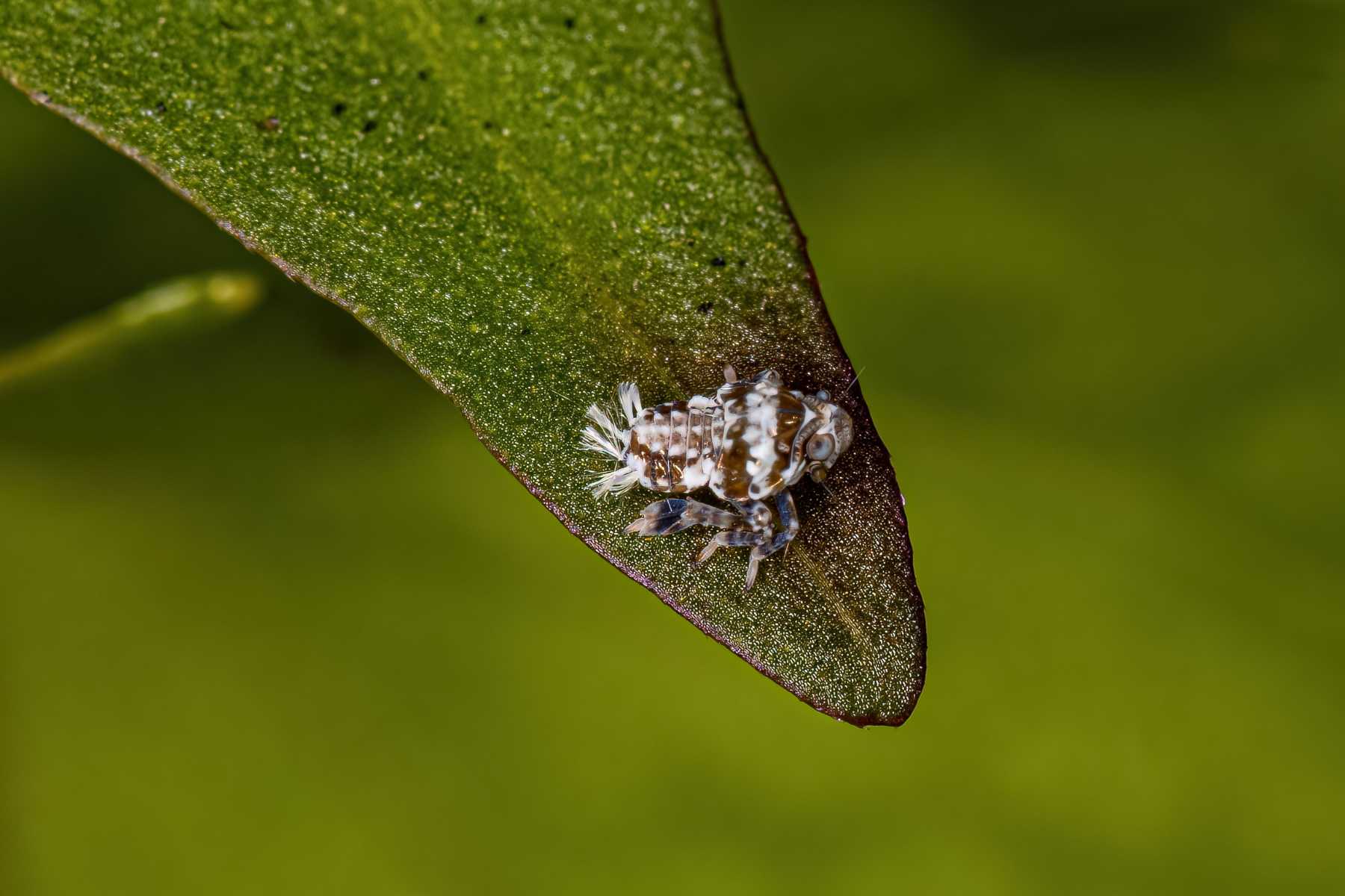 How to get rid of leafhoppers