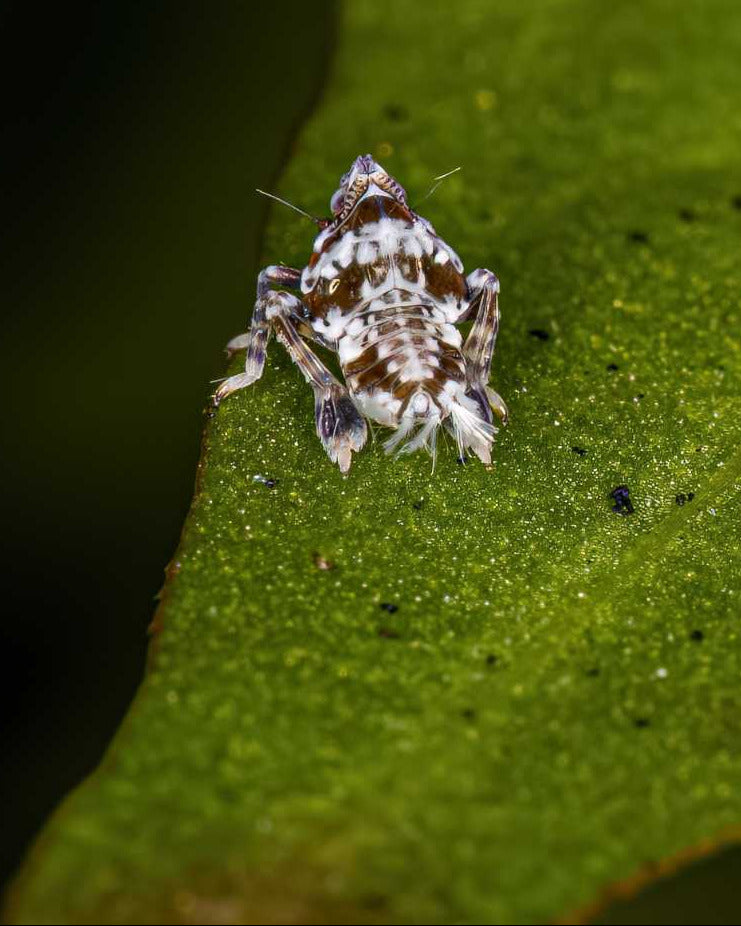 How to get rid of leafhoppers