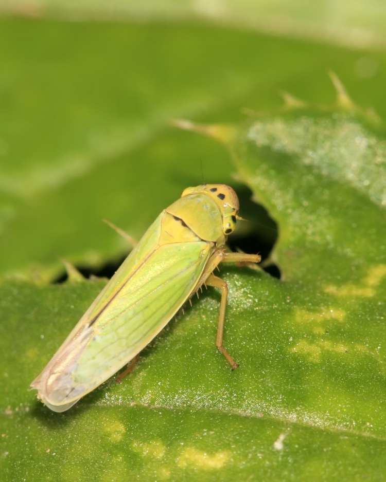 How to get rid of leafhoppers