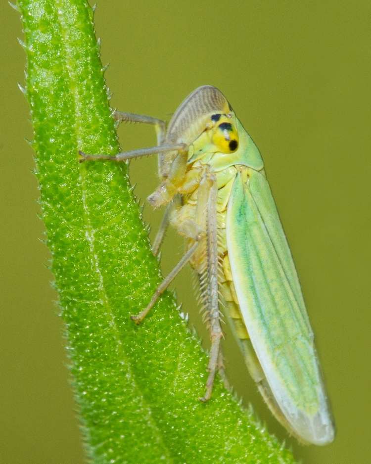 How to get rid of leafhoppers