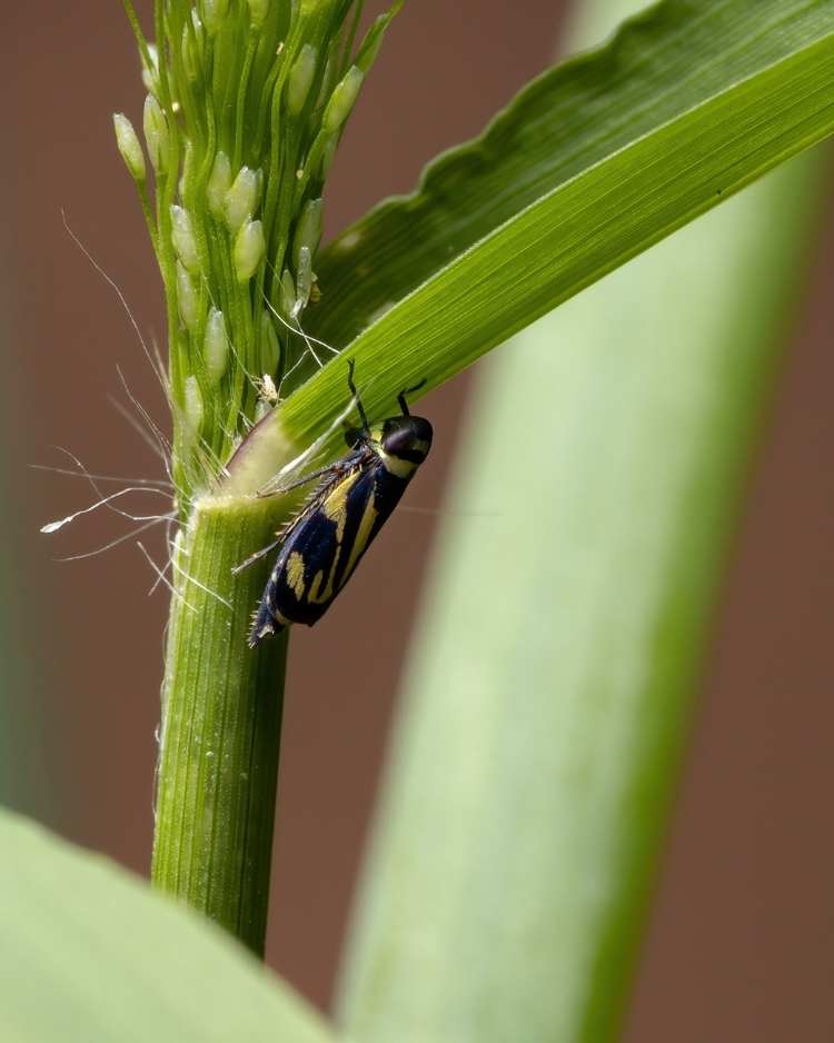 How to get rid of leafhoppers