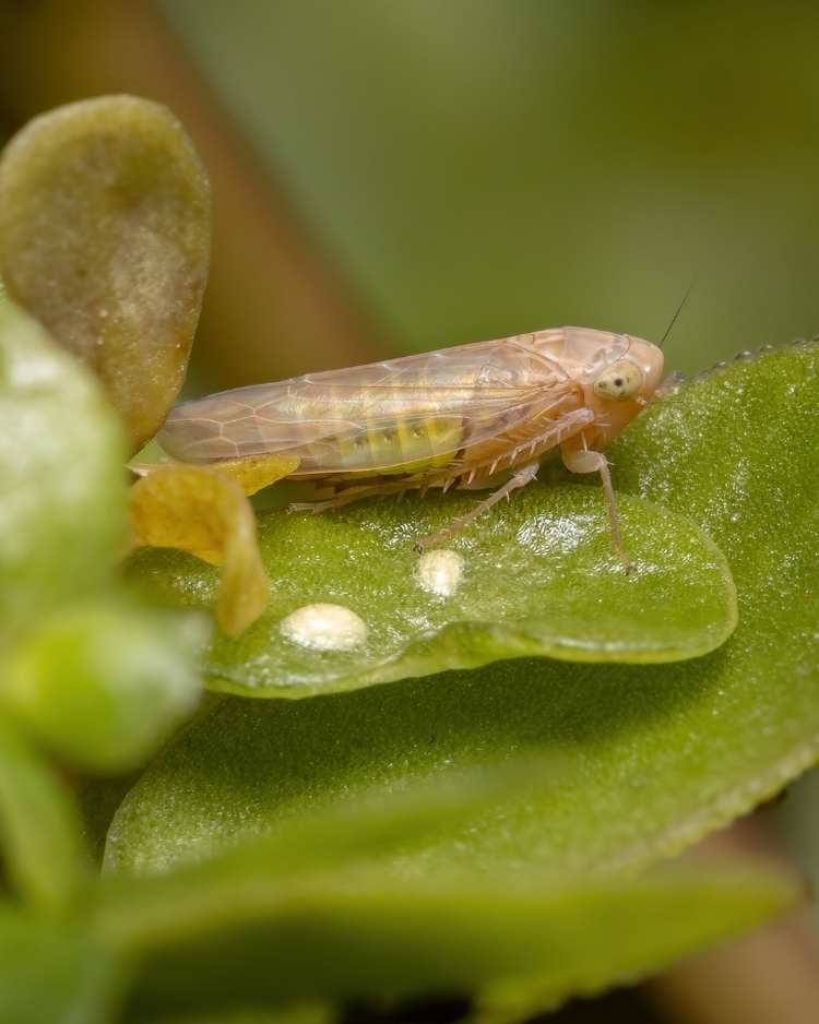 How to get rid of leafhoppers